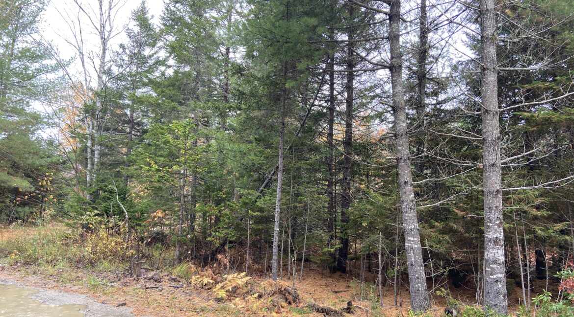 image0 (1)