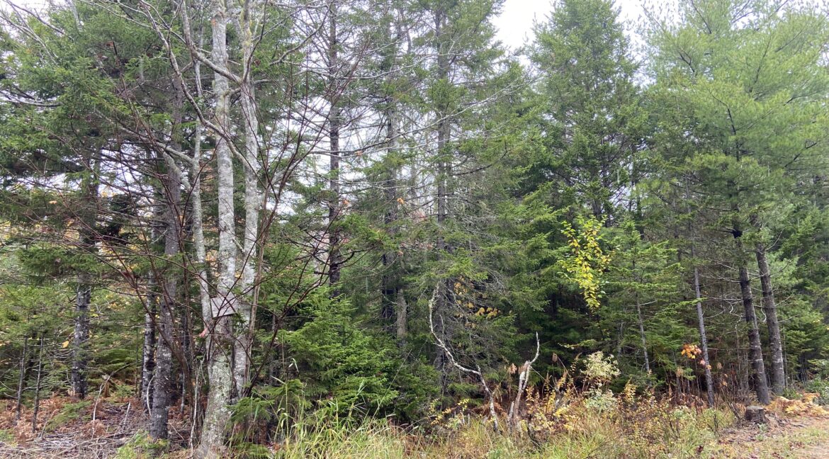 image1 (1)