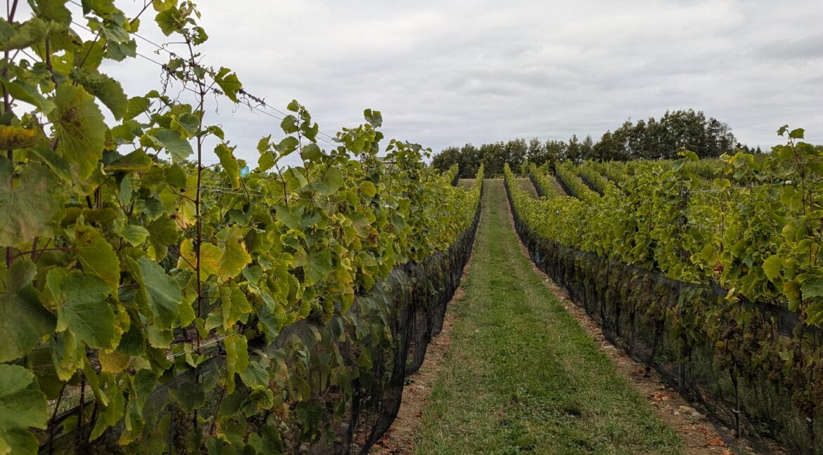 IMG_1445
